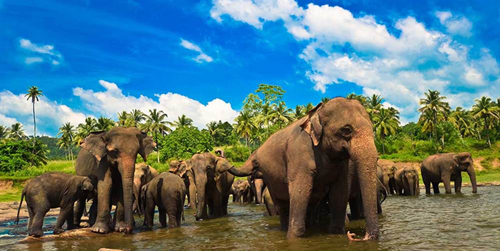 "Hind okeanın incisi" Şri-Lanka.... 7 gecə 8 gün