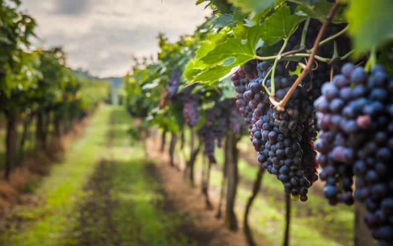 italian-wineyards